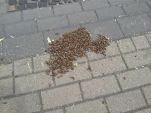 Bienenschwarm Hardeck Totenfall