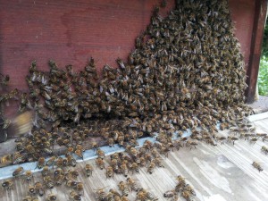 Einlaufen in die Bienenkiste