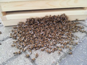 Bienenschwarm will nicht einlaufen