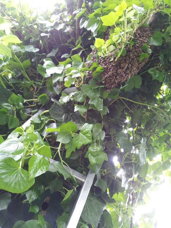 Bienenschwarm in Birnenbaum