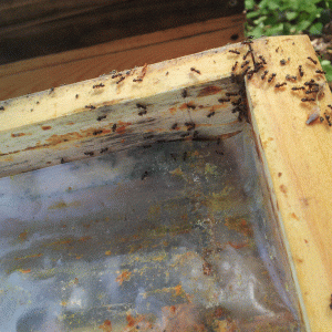 Ameisen im Bienenkasten