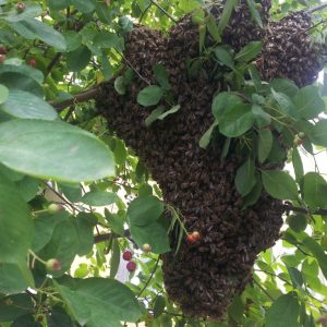 Bienenschwarm Nr. 6 2015 für die Bienenkiste der Rudolf Steiner Schule Bochum