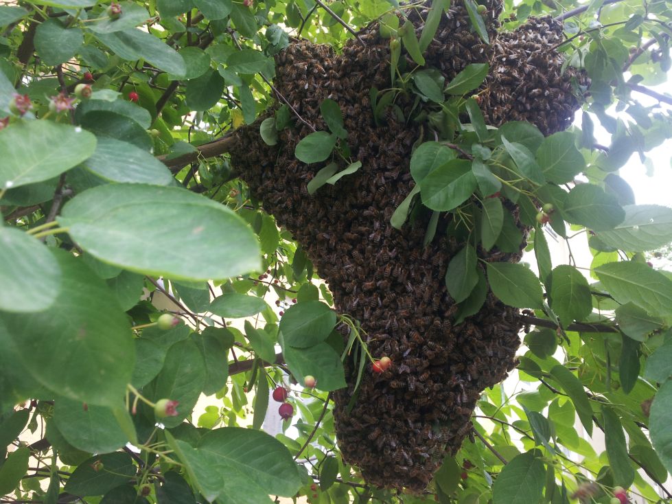Bienenschwarm Nr. 6 2015 für die Bienenkiste der Rudolf Steiner Schule Bochum