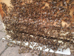 Bienenschwarm in Zanderbeute zwischengelagert