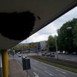 Bienenschwarm einfangen leicht gemacht Bienenschwarm Hardeck Bochum