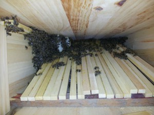 Quer geteilter Brutraum in der Bienenkiste
