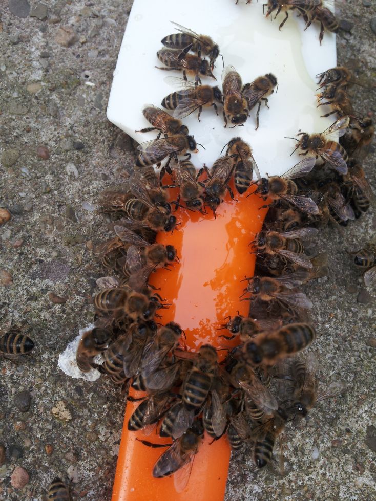 Bienen beim "Abschlecken" eines Honigschabers