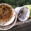 Honigeimer mit Räuberbienen