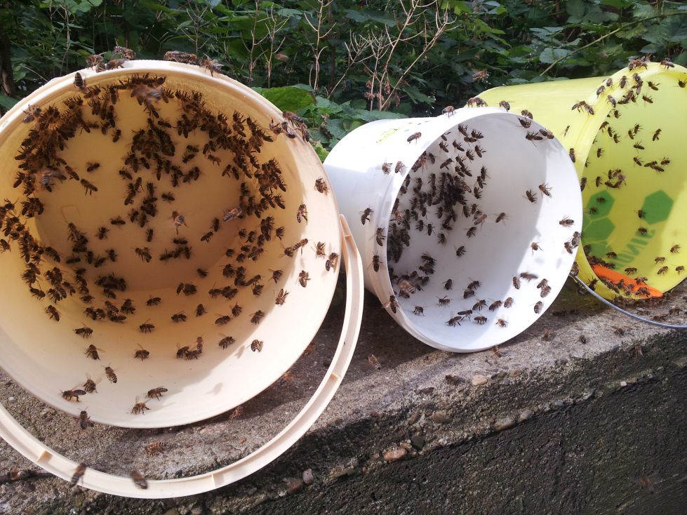 Honigeimer mit Räuberbienen