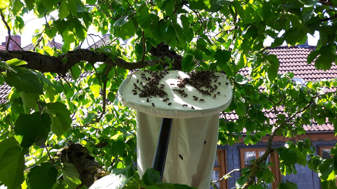 Bienen aus dem Baum geerntet