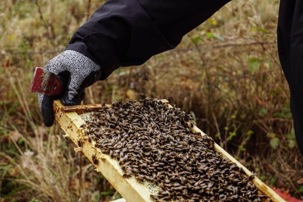 Volle Bienenwabe Imkerei Dieter Weinkauf