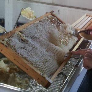 Entdeckelungsgeschirr für Honigwaben und wenig Geld | Bienenhirte®