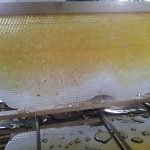 Wabenbock ohne Honigsumpfgefahr
