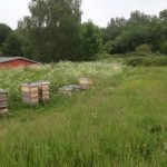 Bienencampingplatz in der Natur und doch stadtnah