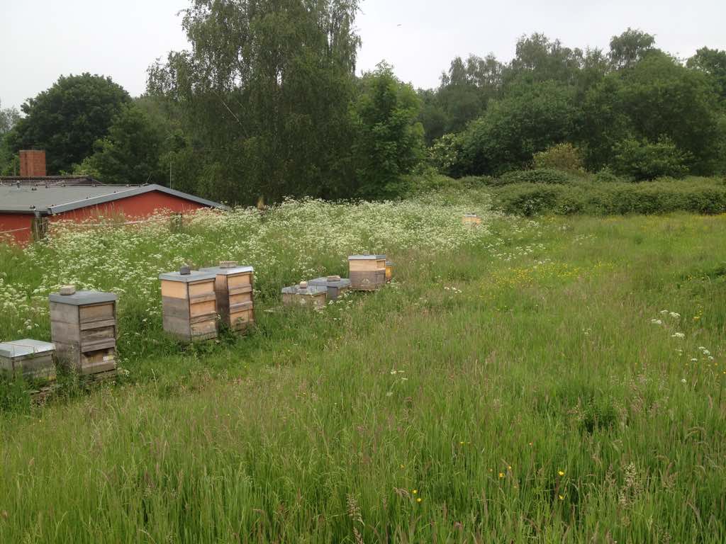 Bienencampingplatz in der Natur und doch stadtnah