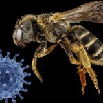 Bienenhirte: Corona erreicht erstes Bienenvolk Corona erreicht erstes Bienenvolk